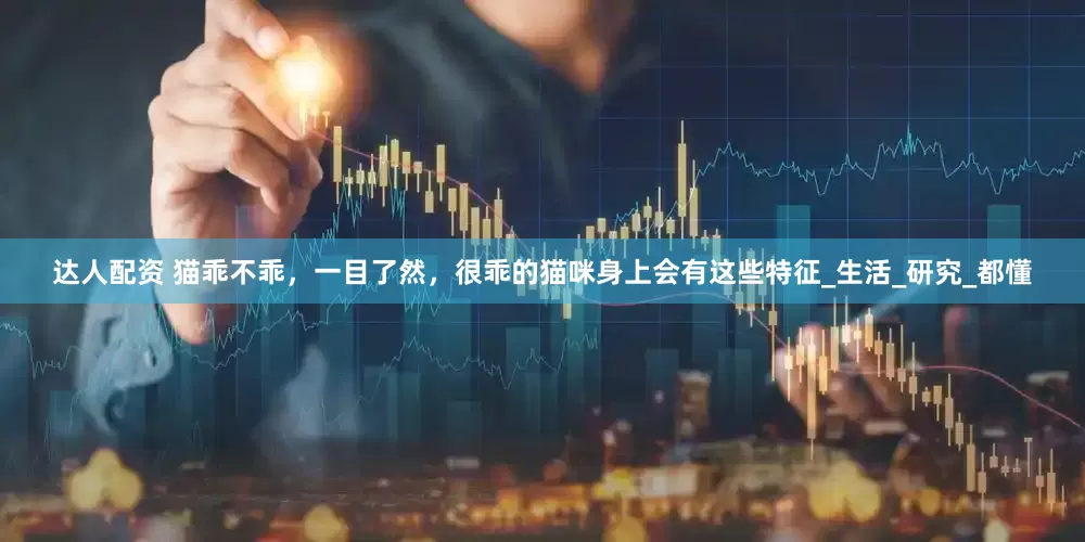 达人配资 猫乖不乖，一目了然，很乖的猫咪身上会有这些特征_生活_研究_都懂